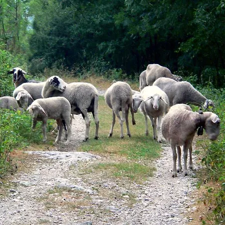 Pri Leju
